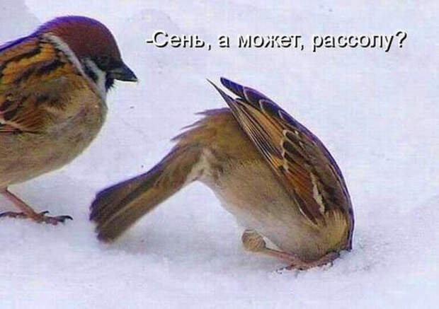 Р» (548x387, 144Kb)
