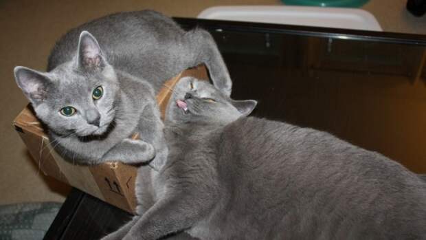 Правила жизни настоящего котэ кот, коты, котэ, кошка, кошки, мимиметр, мимими
