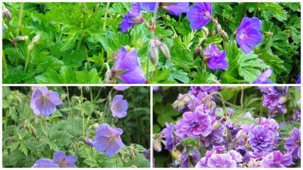 Герань гималайская Gravetye. Фото с сайта www.elainezengplants.wordpress.com. Герань гималайская Irish Blue. Фото с сайта www.dorsetperennials.co.uk. Герань гималайская Plenum. Фото с сайта www.dorsetperennials.co.uk.