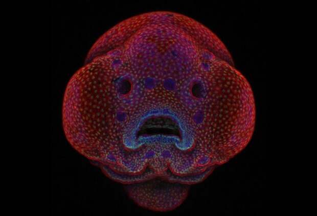 Победители конкурса микрофотогарфии Small World Photomicrography 2016