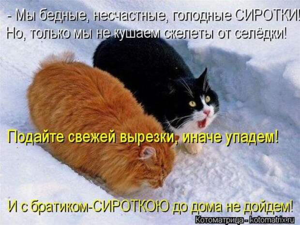 Котоматрицы (картинки с подписями)