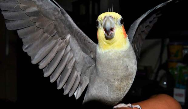 Попугай корелла нимфа