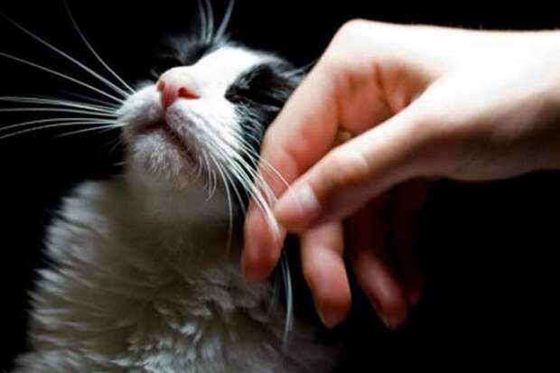 Ирландская ветеринарная клиника ищет профессионального «гладильщика котов» за 25 тысяч евро в год