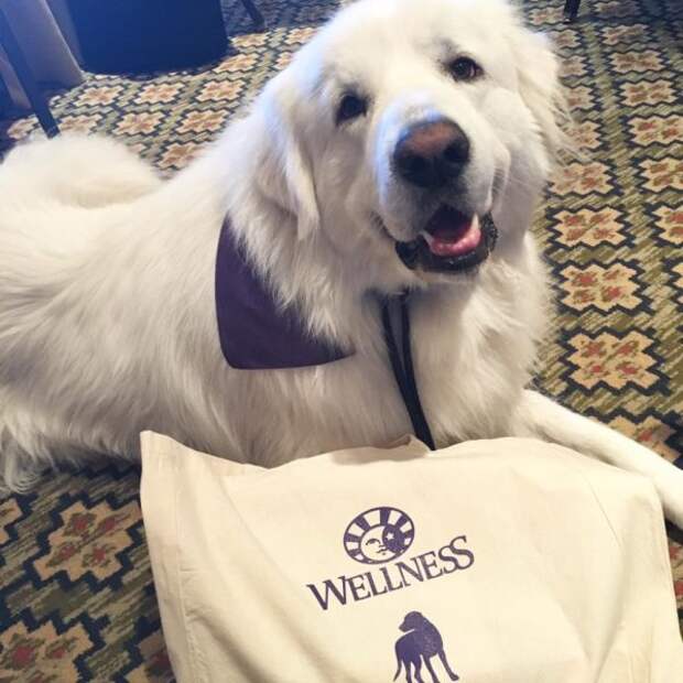 Great Pyrenees | It's Dog or Nothing