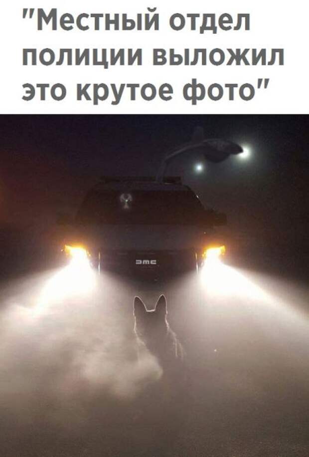 Смешные картинки с подписями (20 картинок)