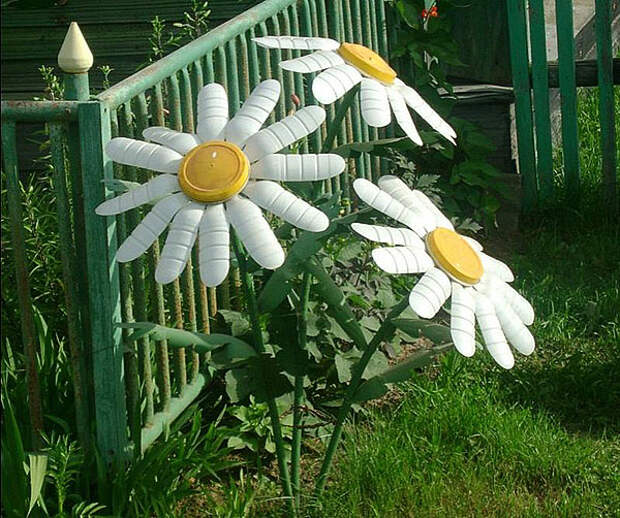 ромашки
