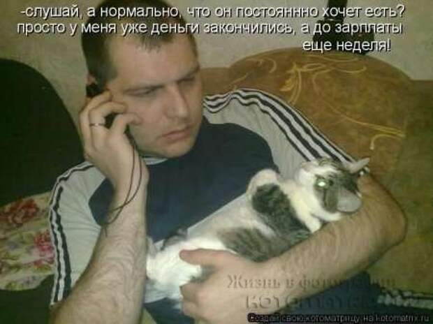 Сборка котоматриц