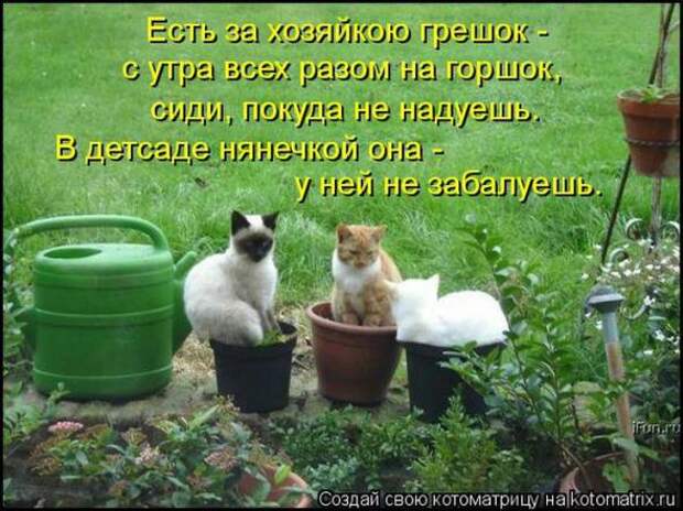 Котоматрицы (картинки с подписями)