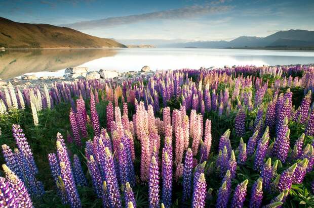 Tekapo05 Tekapo05 Красочное цветение люпинов на озере Текапо