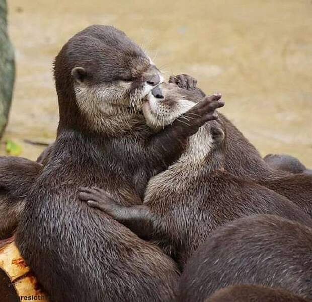 otters-kissing