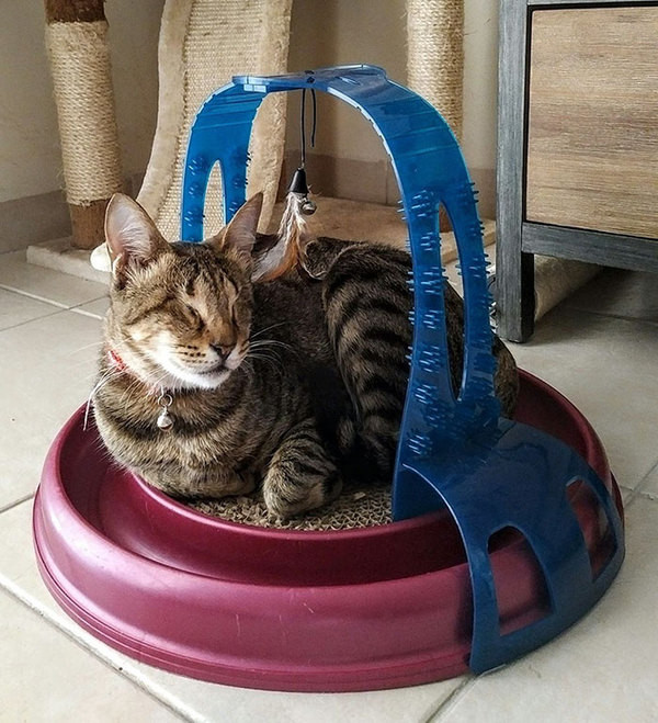 Три слепых кота доброта, кот, слепой, три слепых кота