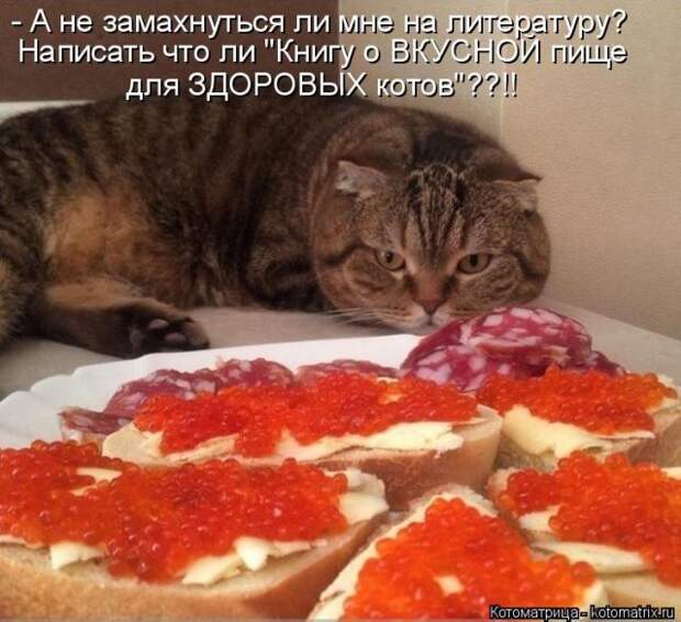 Лучшие котоматрицы недели (50 фото)