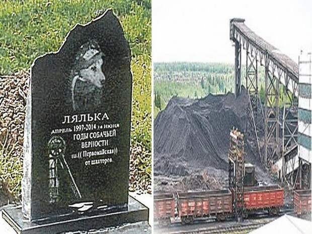 Собака Лялька: 15 лет шахтёрского стажа. Собака Лялька: 15 лет шахтёрского стажа.