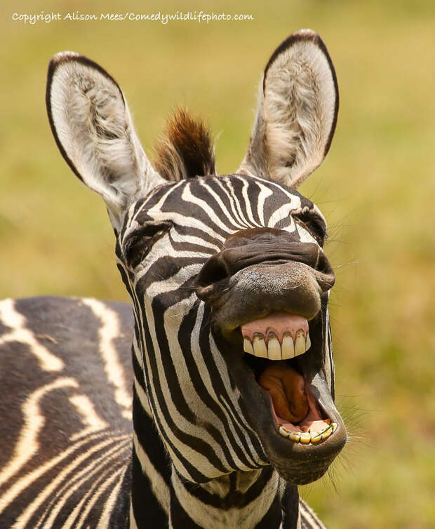 comedy-wildlife-photography-awards-2016-35-57f10a3872bf7__880