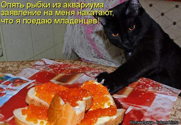 1474017297_kotomatricy-12