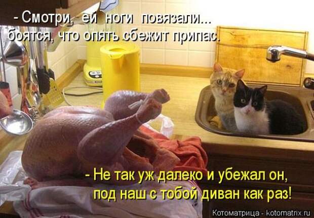 Лучшие котоматрицы недели (50 фото)