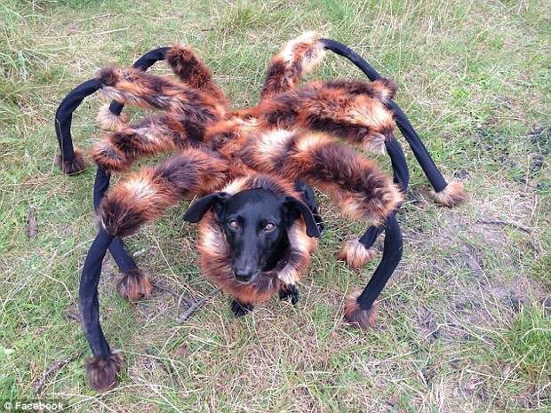 собака в костюме паука, собака костюм паука видео, DogSpider, Сильвестр Вардега, Sylwester Wardega