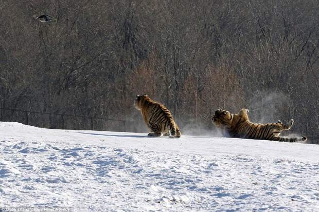 Эпичное падение тигра в результате неудачной попытки поймать птицу