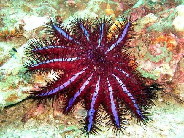 15 самых красочных морских существ