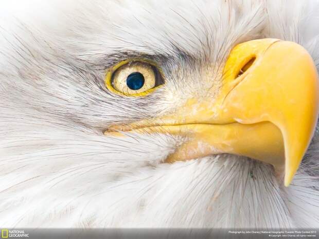 natgeocontest13 natgeocontest13 35 лучших фото животных на фотоконкурсе National Geographic Traveler