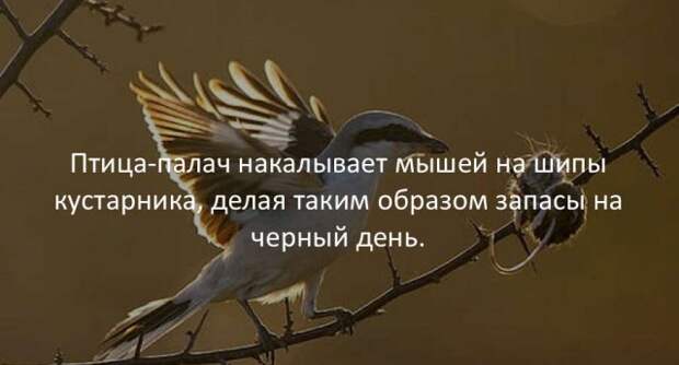 Занимательные факты Занимательные факты интересно, любопытно, факты