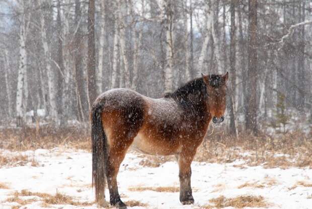Талисман национального парка "Чикой" животное, зима, лошадь