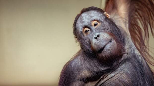 Привидение в клетке: новосибирский зоопарк снял на видео игру орангутана с простыней