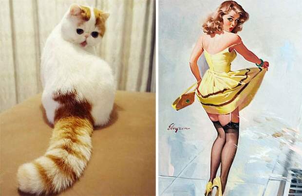 cat look like, коты похожие на знаменитостей, коты похожие на нечто другое