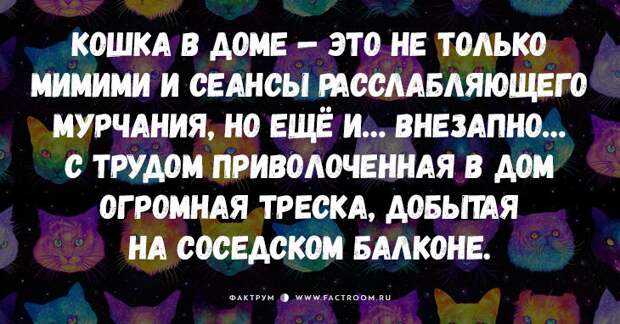 25 самых смешных анекдотов про кошек и котов