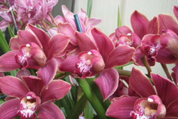 Orchid Flowers 300x202 Пересаживаем прихотливую орхидею! Фото 1