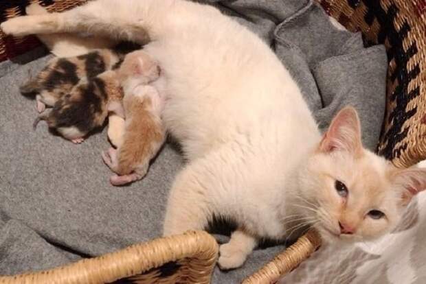 Кошка лежит