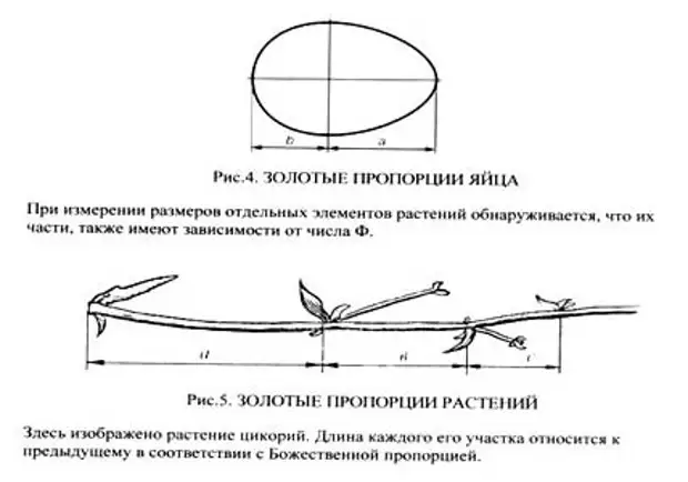 Пропорции яйца. Яйцо Золотая пропорция. Золотая пропорция в растениях. Золотое сечение яйцо.