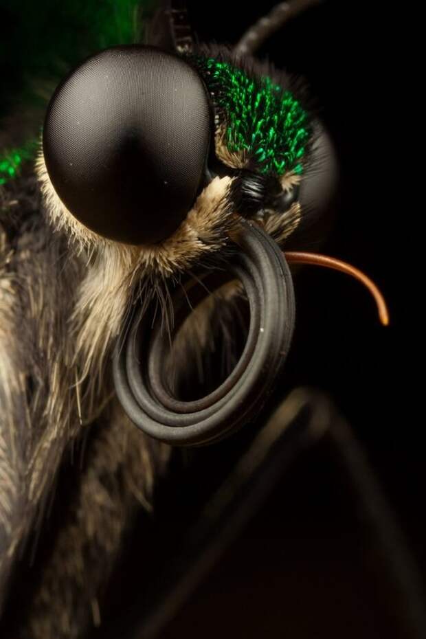 Строение глаз бабочки - сложнейшая система из 6000 линз бабочки, интересное, красота, насекомые