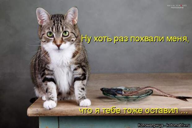 Лучшие котоматрицы недели Лучшие котоматрицы недели