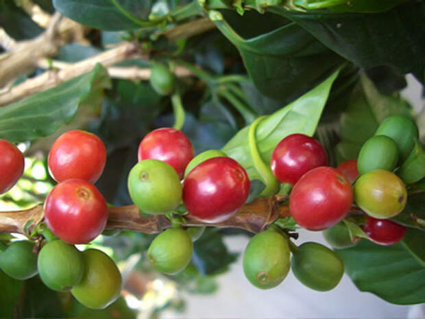 Кофе арабика: выращивание и уход в домашних условиях