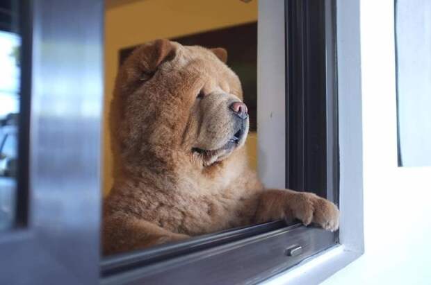Чаудер очень внимателен к близким, всегда следит за их безопасностью Instagram, животные, медведь, пес, соцсеть, сходство, филиппины, чау-чау