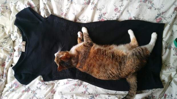 20 смешных фото котов, которые показывают, кто в доме хозяин