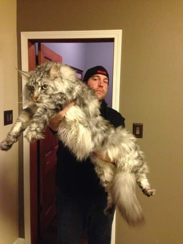 Невероятно огромный кот! животные, кошки, фото