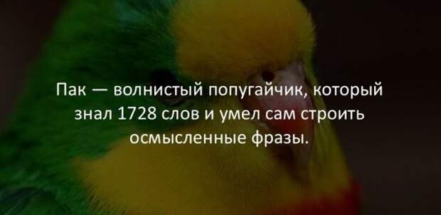 Интересные факты