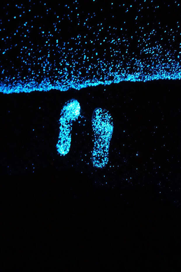 Красота светящихся пляжей, подобных звездному небу BioluminescentBeaches06 Красота светящихся пляжей, подобных звездному небу