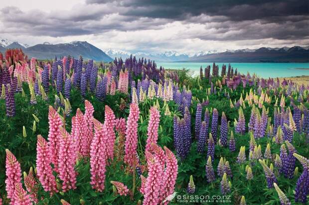 Tekapo10 Tekapo10 Красочное цветение люпинов на озере Текапо