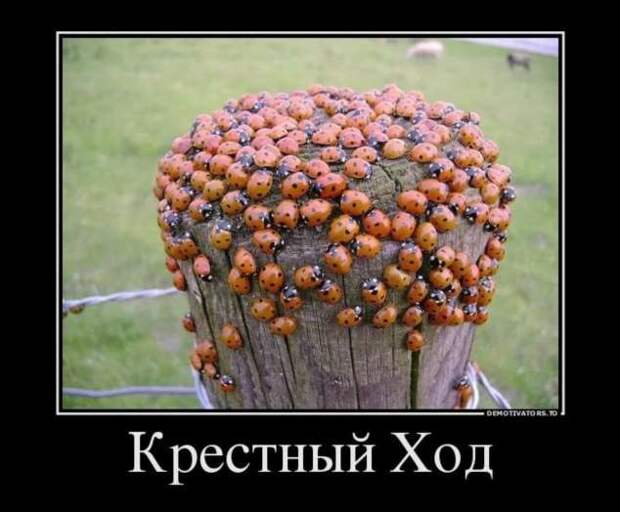 Прикольные демотиваторы с надписями. Подборка chert-poberi-dem-chert-poberi-dem-31530217102020-11 картинка chert-poberi-dem-31530217102020-11