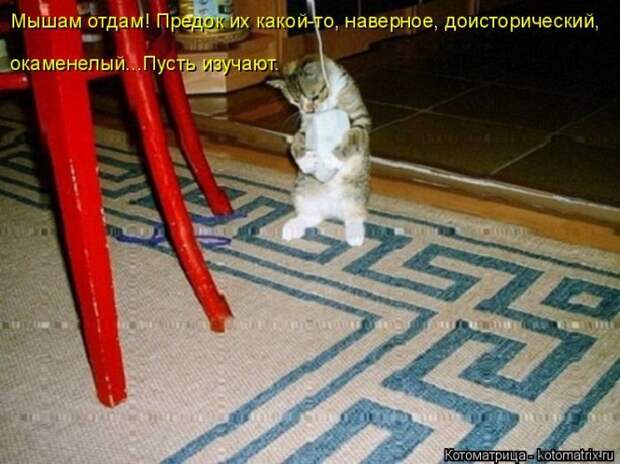 Лучшие котоматрицы недели (50 фото)