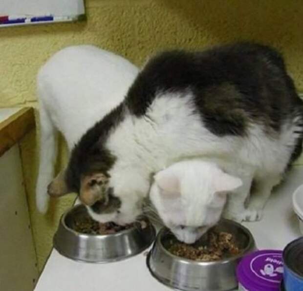Смешные кошки, которые разучились правильно есть (10 фото) Смешные кошки, которые разучились правильно есть (10 фото)
