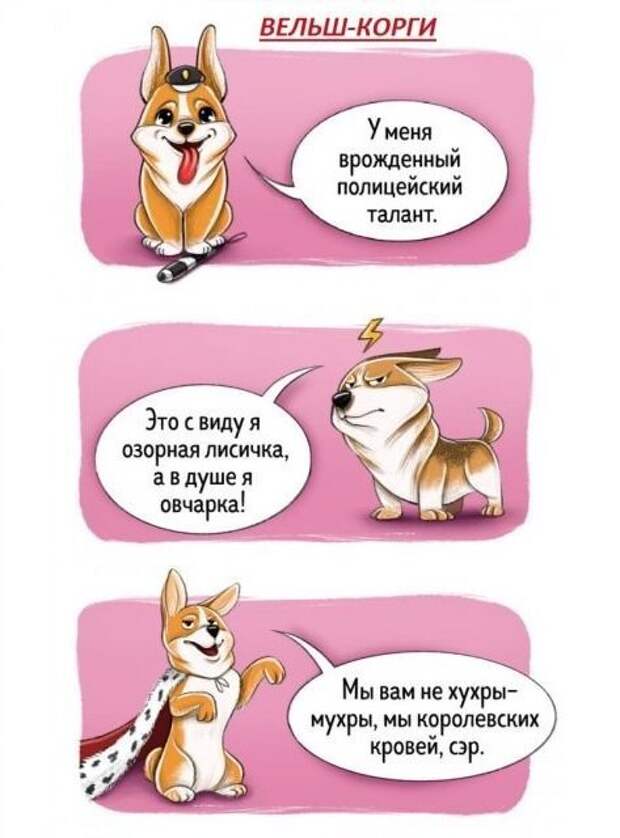 Весёлый гид по породам собак Породы собак, особенности пород, собаки, юмор