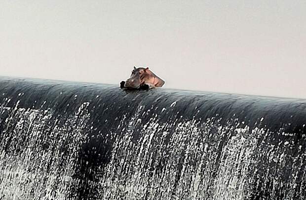 Бегемот отдыхает возле водопада бегемот, водопад