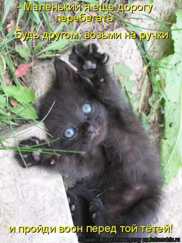 Котоматрицы (картинки с надписями)