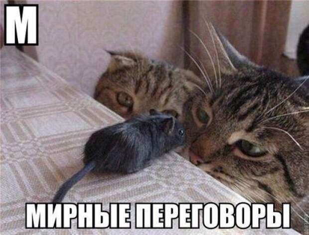 Очередная порция забавных фотомемов (24 шт) Очередная порция забавных фотомемов (24 шт)