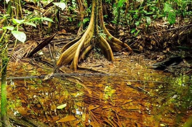 Тропический лес, который окружал каторгу во Французской Гвиане. | Фото: atlasobscura.com.