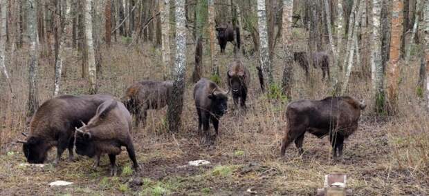 Зубров заметили на подкормочной площадке в Орловском полесье